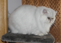 Dora od Kalnika