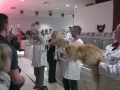 Best in Show I - mužjaci