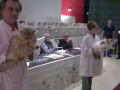 Best in Show I - ženke
