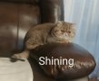 Shinning
