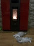 Kittens getting warm