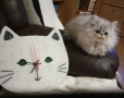 Cat and clock