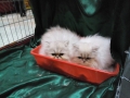 Tasha and Trisha