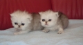 Tasha and Trisha