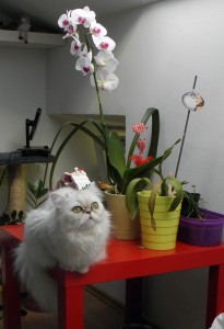 Alice sa orhidejom