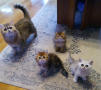 Kittens 2022.