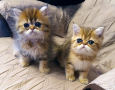 Kittens 2022.