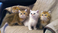 Kittens 2022.