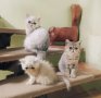 Kittens 2022.